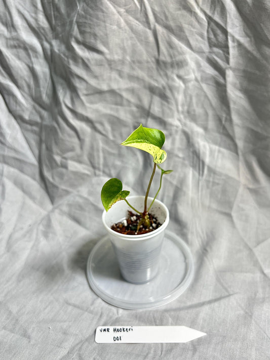 Anthurium Hookeri Variegated 2” Pot Starter – EXACT PLANT – rare variegated anthurium live aroid tropical houseplant