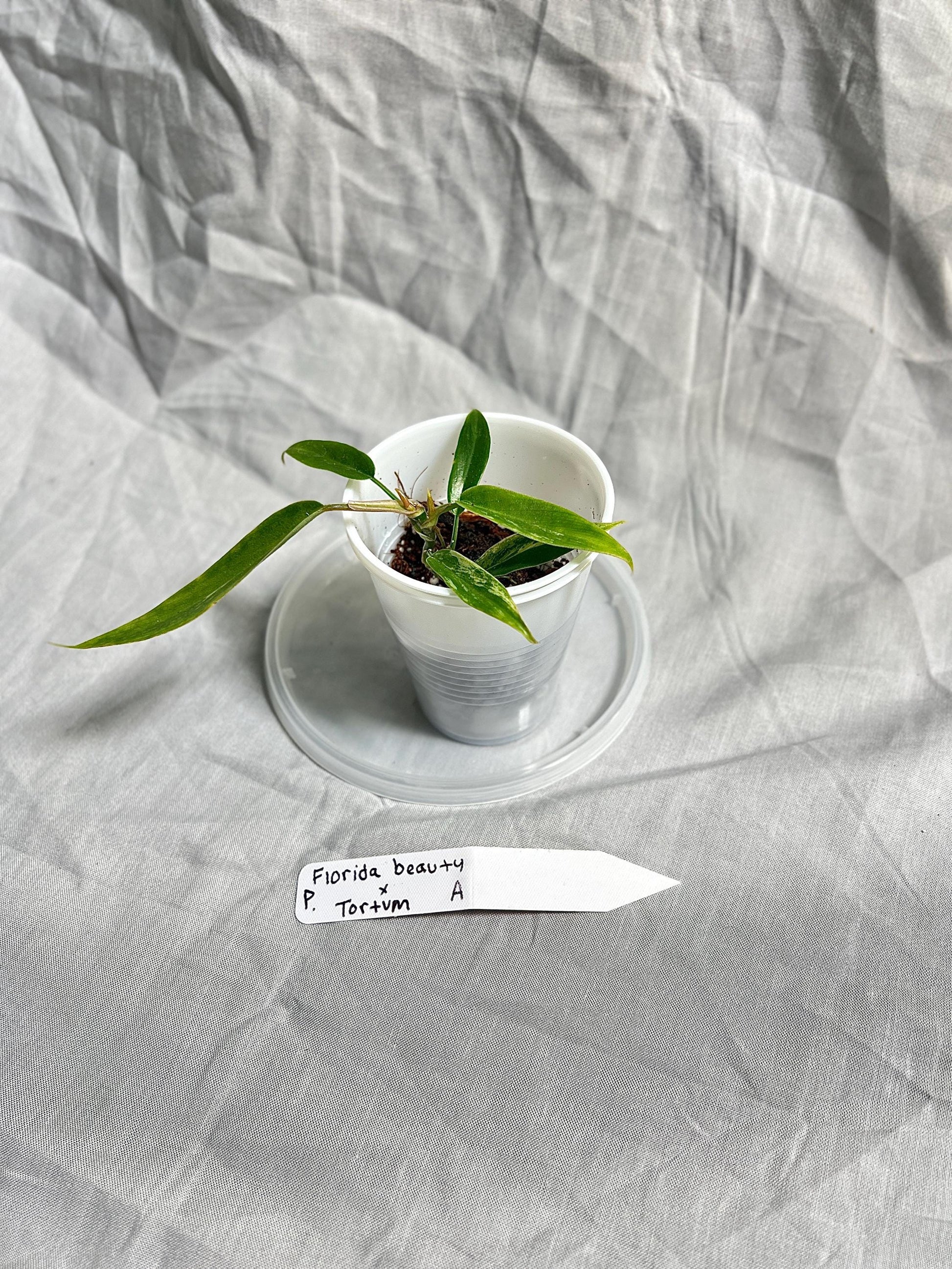 Philodendron Florida Beauty × Tortum Hybrid 2” Pot Starter – EXACT PLANT – rare philodendron hybrid live aroid tropical houseplant