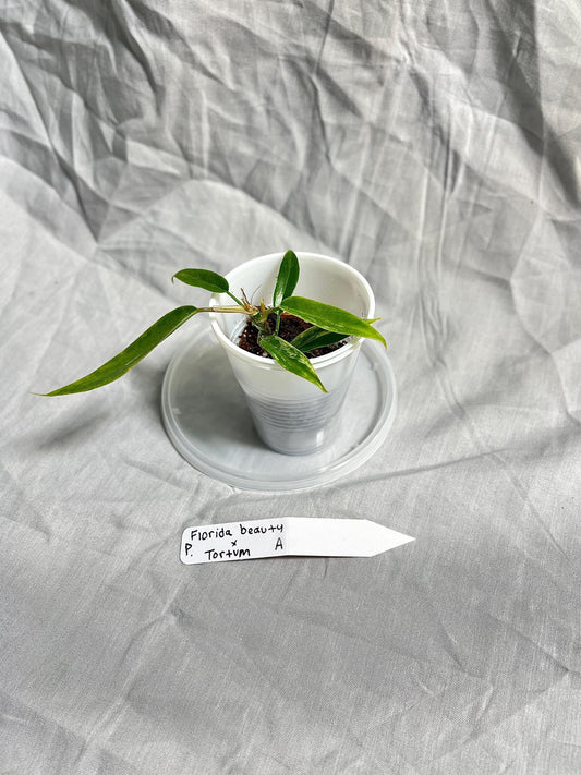 Philodendron Florida Beauty × Tortum Hybrid 2” Pot Starter – EXACT PLANT – rare philodendron hybrid live aroid tropical houseplant