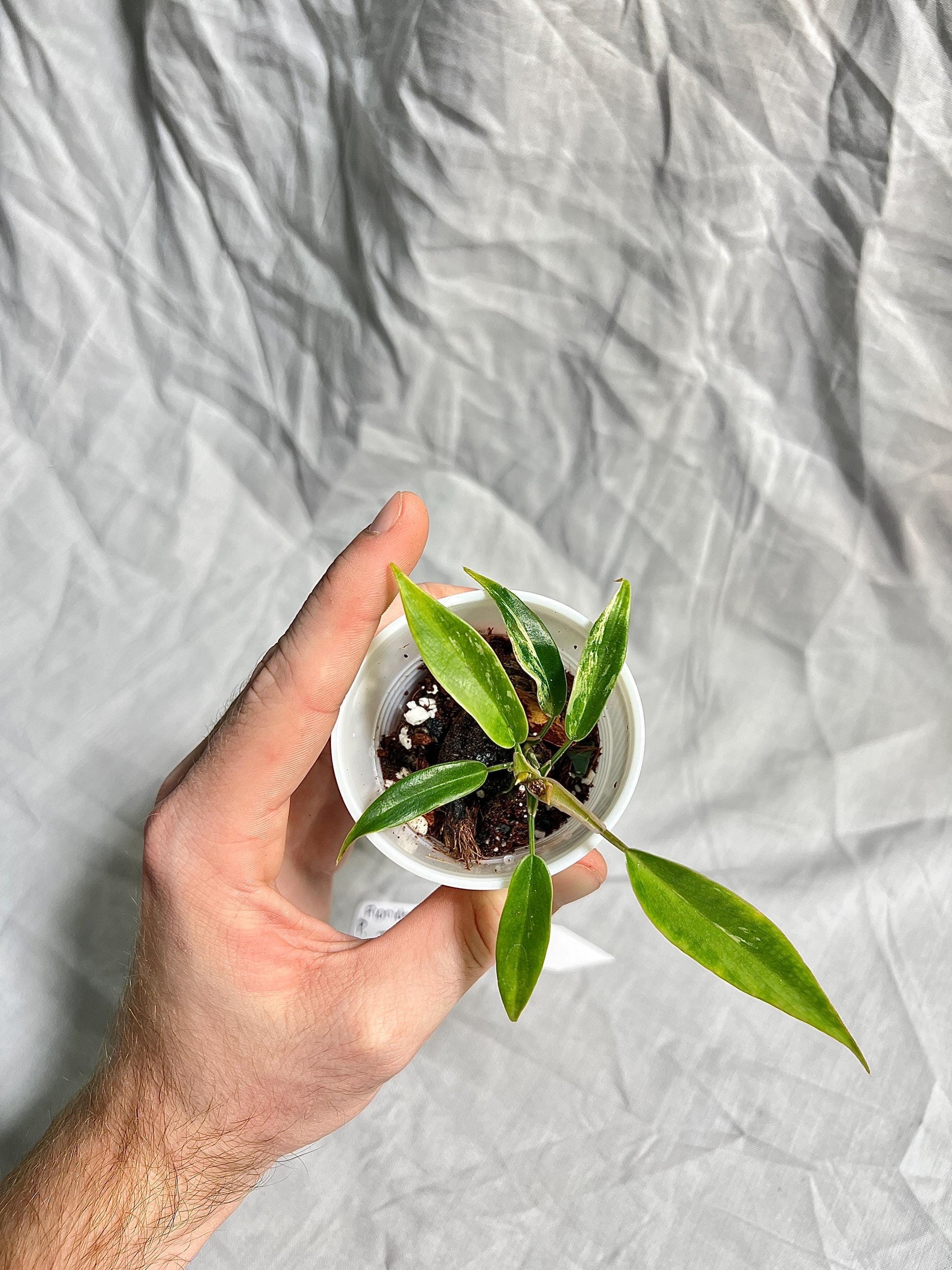 Philodendron Florida Beauty × Tortum Hybrid 2” Pot Starter – EXACT PLANT – rare philodendron hybrid live aroid tropical houseplant