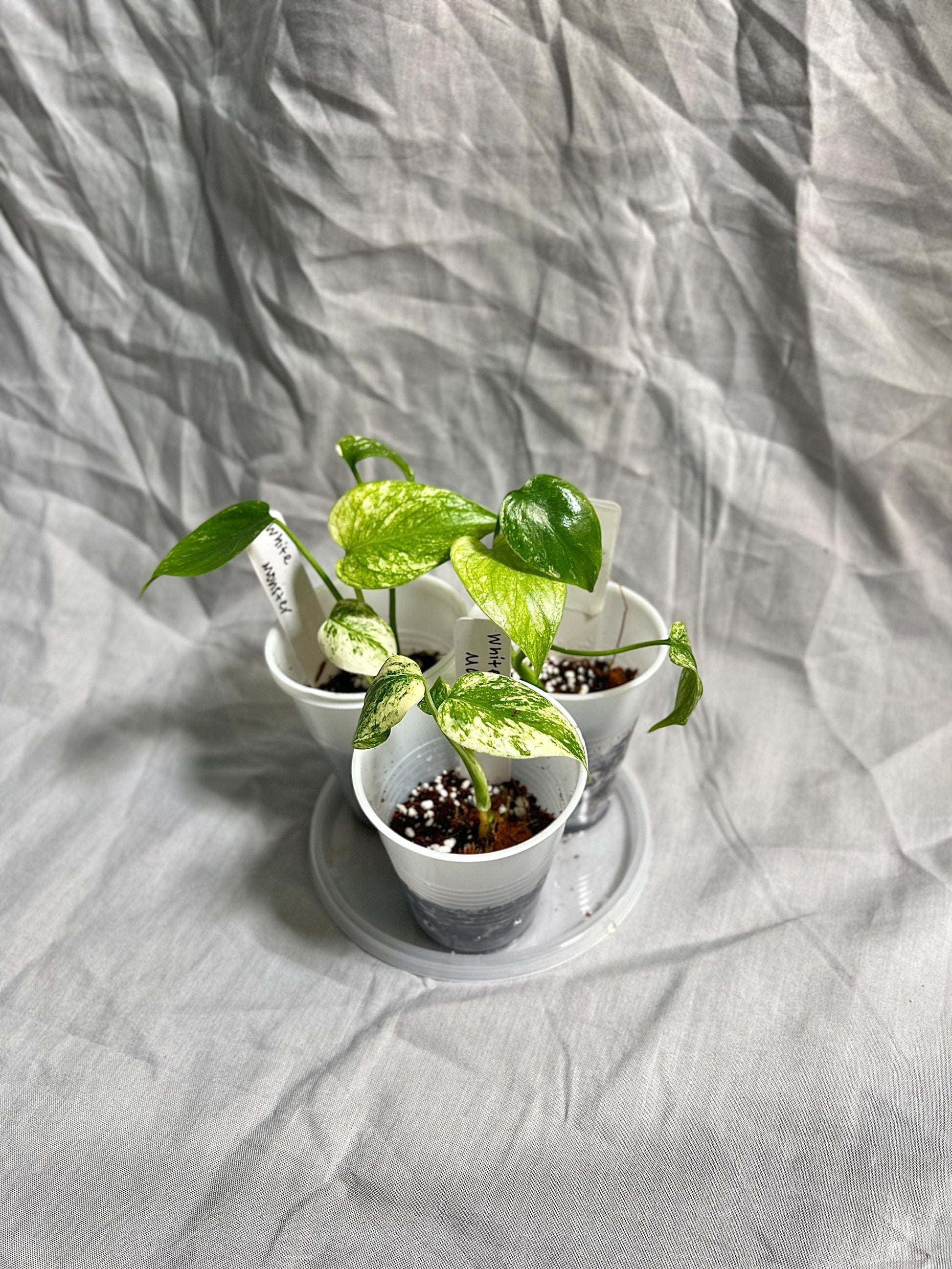 Monstera Deliciosa 'White Monster' Large Form Starter Plants - Rare Kuzno Plant - GROWERS CHOICE