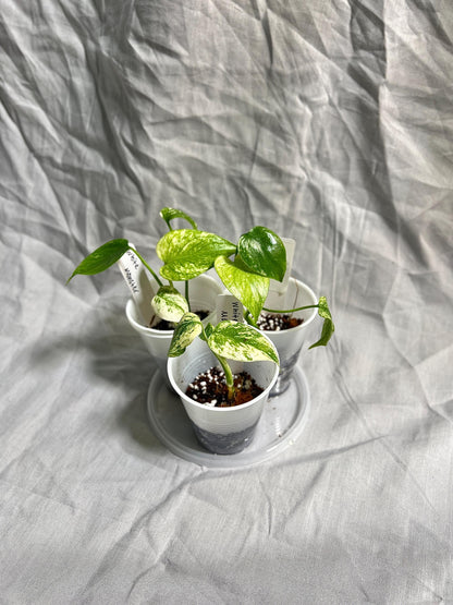 Monstera Deliciosa 'White Monster' Large Form Starter Plants - Rare Kuzno Plant - GROWERS CHOICE