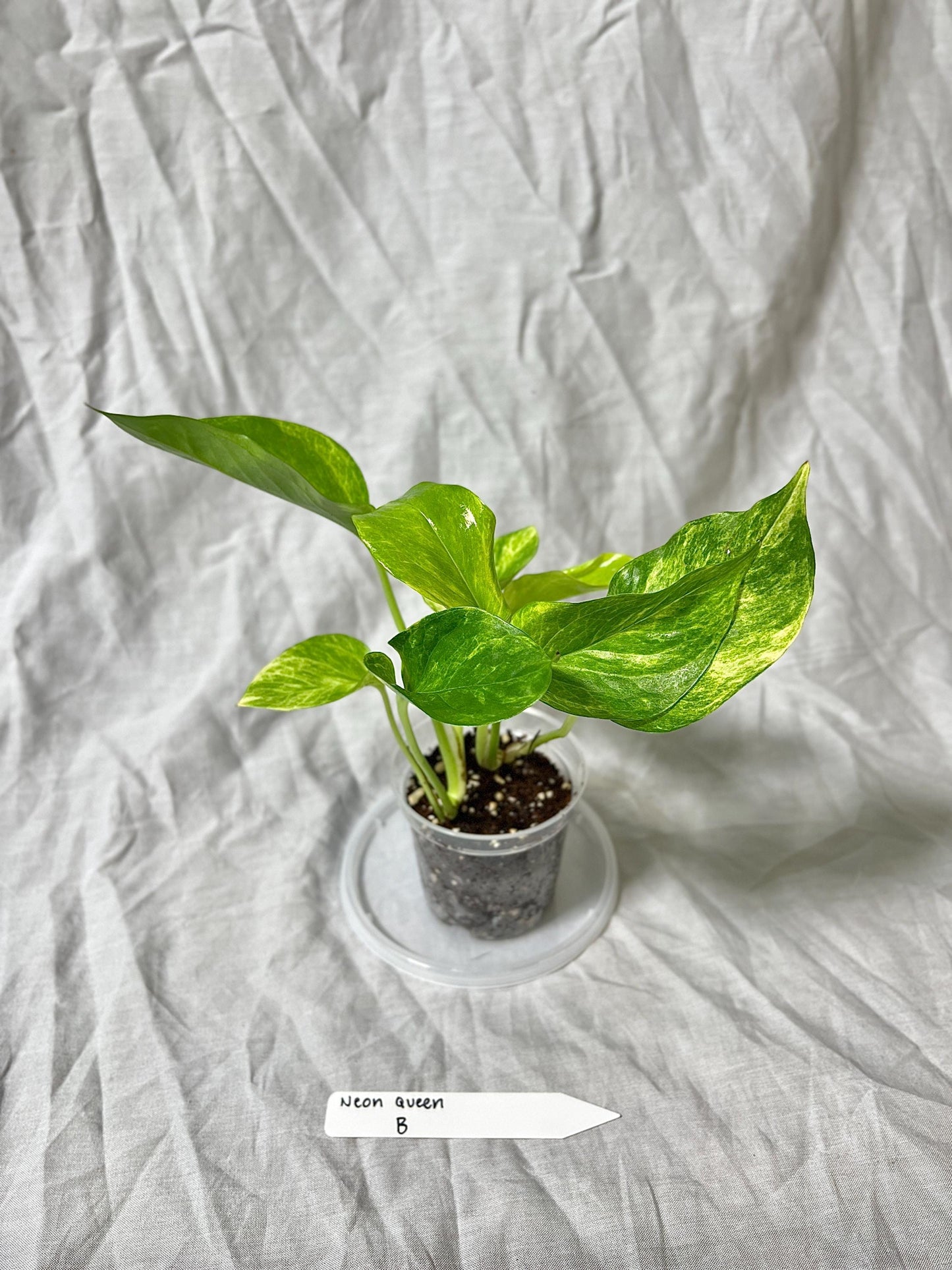 Pothos 'Neon Queen' 3" Pot - Epipremnum Aureum RARE PLANT - Choose EXACT Plant - Live House Plant