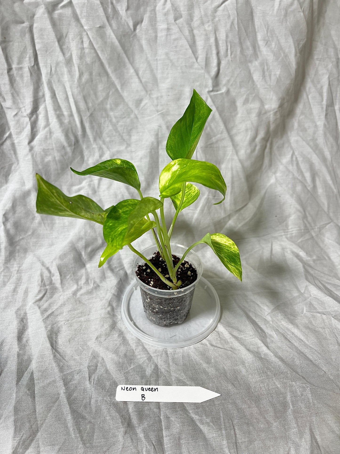 Pothos 'Neon Queen' 3" Pot - Epipremnum Aureum RARE PLANT - Choose EXACT Plant - Live House Plant