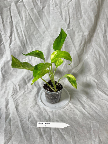 Pothos 'Neon Queen' 3" Pot - Epipremnum Aureum RARE PLANT - Choose EXACT Plant - Live House Plant