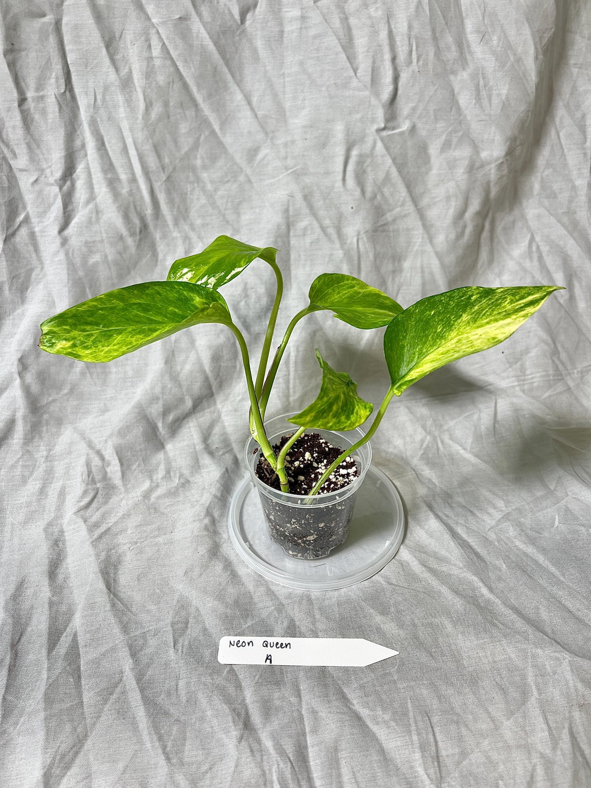 Pothos 'Neon Queen' 3" Pot - Epipremnum Aureum RARE PLANT - Choose EXACT Plant - Live House Plant