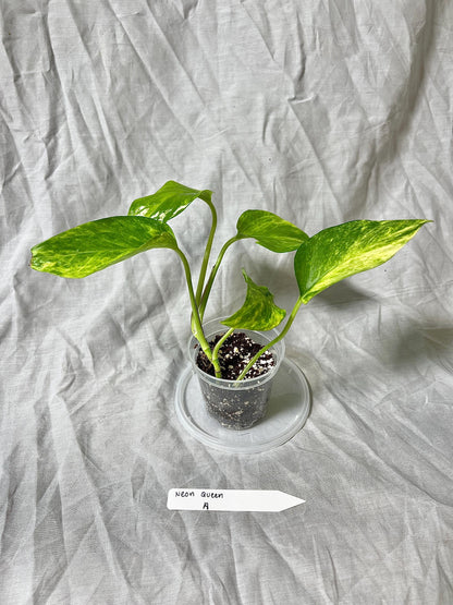 Pothos 'Neon Queen' 3" Pot - Epipremnum Aureum RARE PLANT - Choose EXACT Plant - Live House Plant