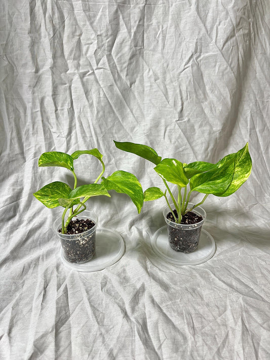 Pothos 'Neon Queen' 3" Pot - Epipremnum Aureum RARE PLANT - Choose EXACT Plant - Live House Plant