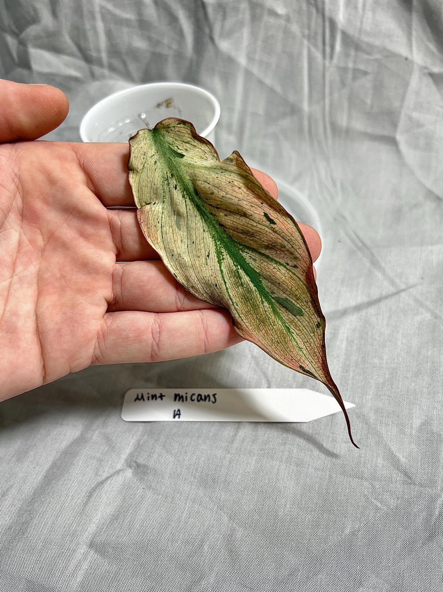 Philodendron Micans ‘Mint’ – Rooted Cutting Choose EXACT Plant - Rare Variegated Velvet Aroid – Live Houseplant
