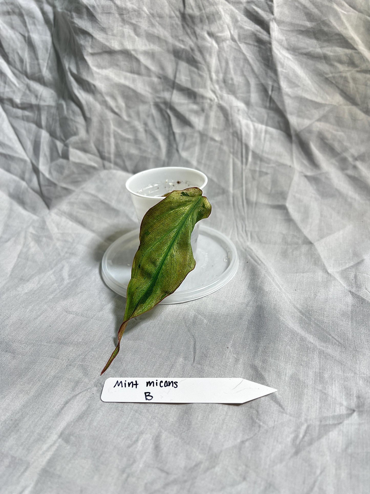 Philodendron Micans ‘Mint’ – Rooted Cutting Choose EXACT Plant - Rare Variegated Velvet Aroid – Live Houseplant