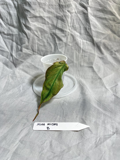 Philodendron Micans ‘Mint’ – Rooted Cutting Choose EXACT Plant - Rare Variegated Velvet Aroid – Live Houseplant