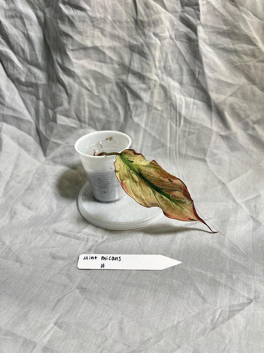Philodendron Micans ‘Mint’ – Rooted Cutting Choose EXACT Plant - Rare Variegated Velvet Aroid – Live Houseplant