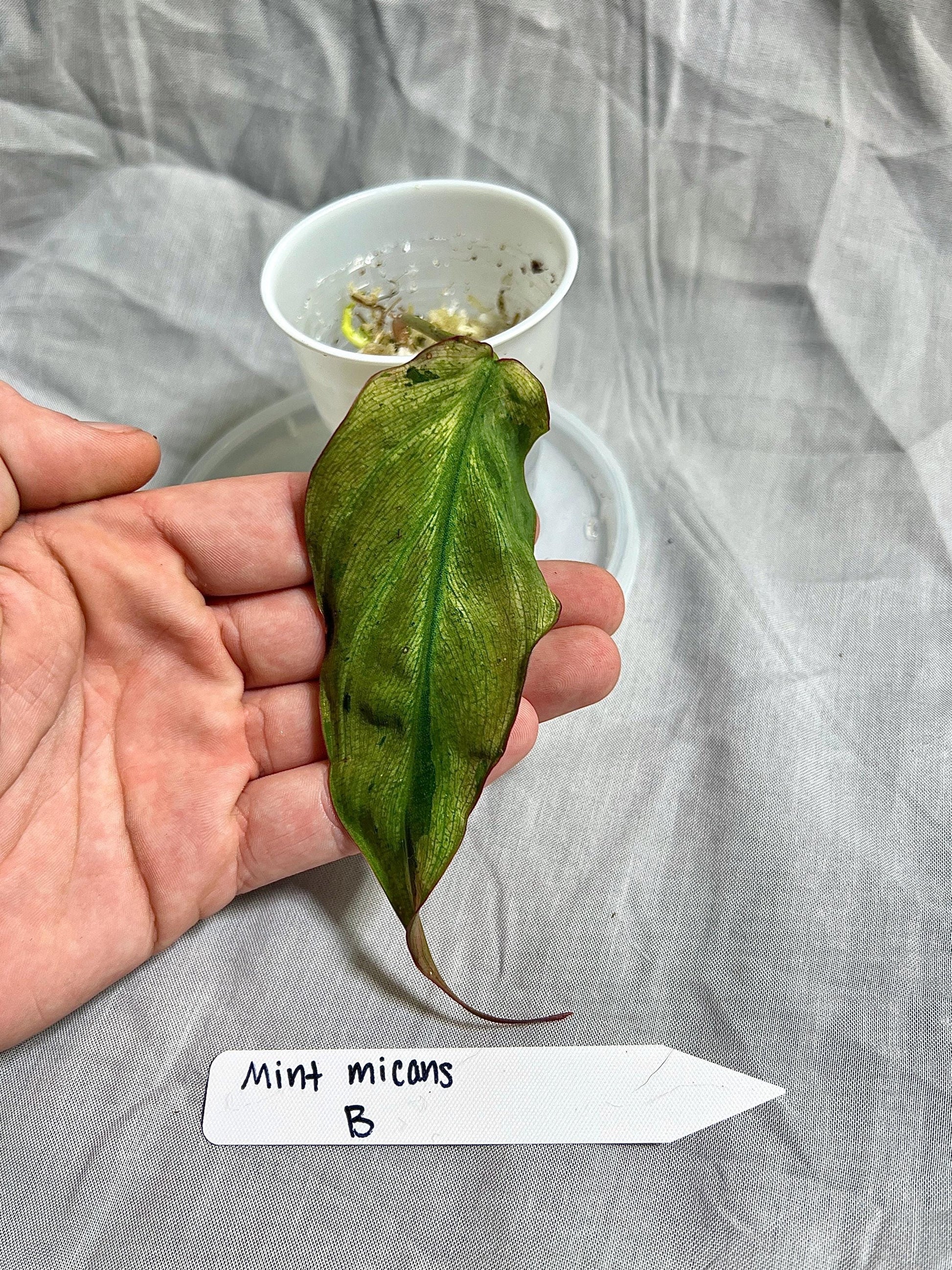 Philodendron Micans ‘Mint’ – Rooted Cutting Choose EXACT Plant - Rare Variegated Velvet Aroid – Live Houseplant