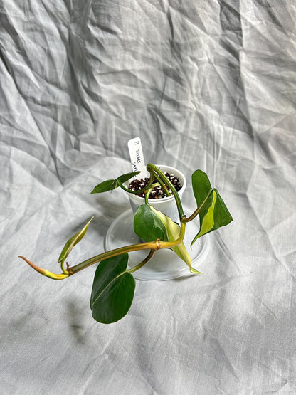 Philodendron Silver Stripe 2" pot – Rooted Cutting EXACT PLANT – RARE Variegated Houseplant