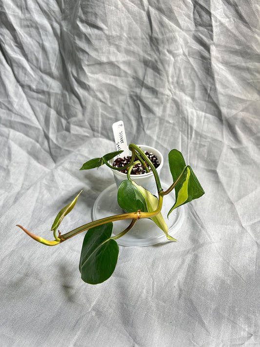 Philodendron Silver Stripe 2" pot – Rooted Cutting EXACT PLANT – RARE Variegated Houseplant