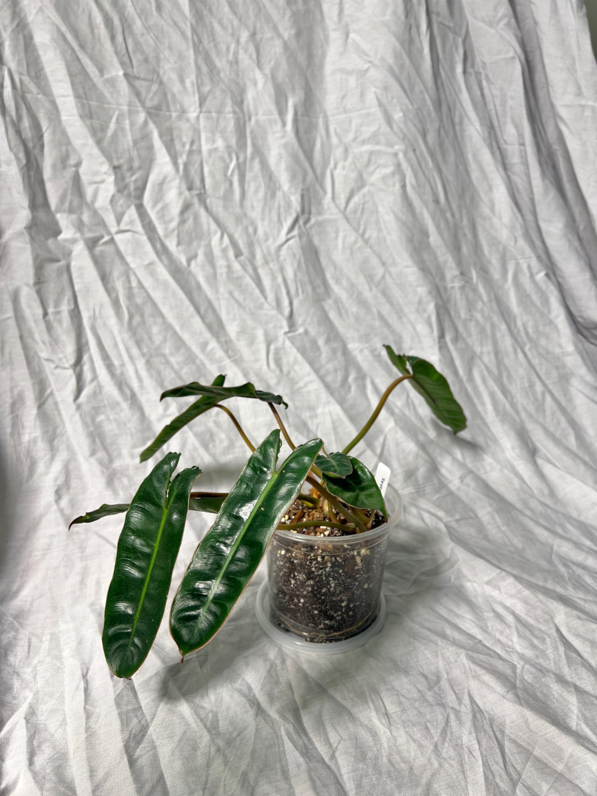 Philodendron Billietiae 4" Pot - EXACT Plant - Collectable Live House Plant