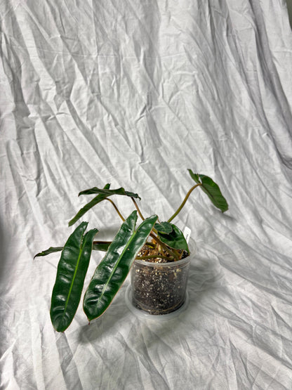 Philodendron Billietiae 4" Pot - EXACT Plant - Collectable Live House Plant