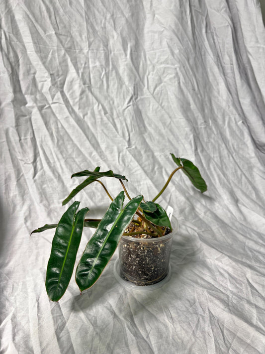 Philodendron Billietiae 4" Pot - EXACT Plant - Collectable Live House Plant