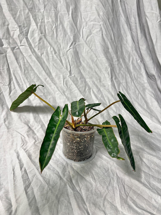 Philodendron Billietiae 4" Pot - EXACT Plant - Collectable Live House Plant