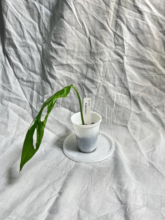 Monstera Adansonii Variegated 'Mint' 2" pot - ROOTED Cutting EXACT Plant - Rare Live House Plant