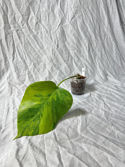 Monstera Deliciosa Variegated Green on Green 3" pot - RARE plant 1 Leaf/Node Rooted EXACT plant - Rare LIVE House Plant