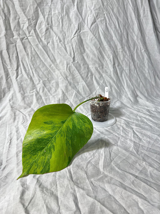 Monstera Deliciosa Variegated Green on Green 3" pot - RARE plant 1 Leaf/Node Rooted EXACT plant - Rare LIVE House Plant