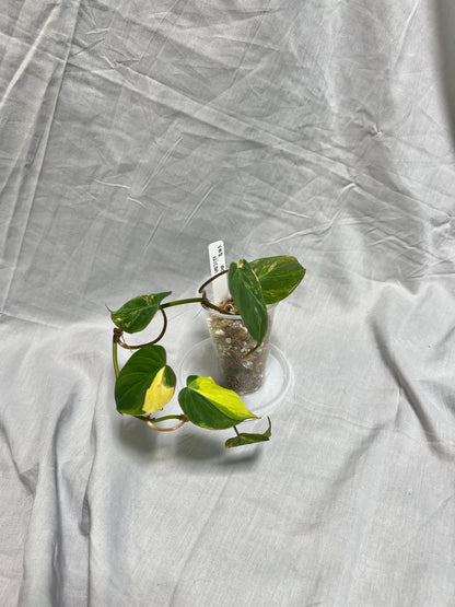 Philodendron Variegated Micans AUREA - EXACT Plant - RARE Live Houseplant