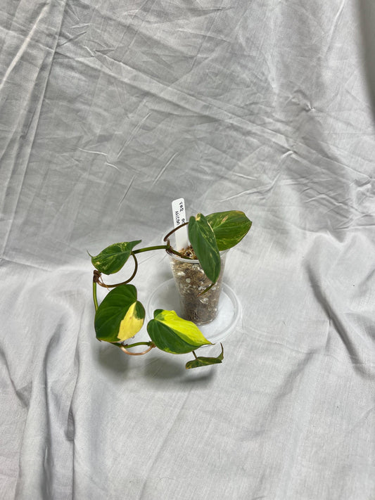 Philodendron Variegated Micans AUREA - EXACT Plant - RARE Live Houseplant