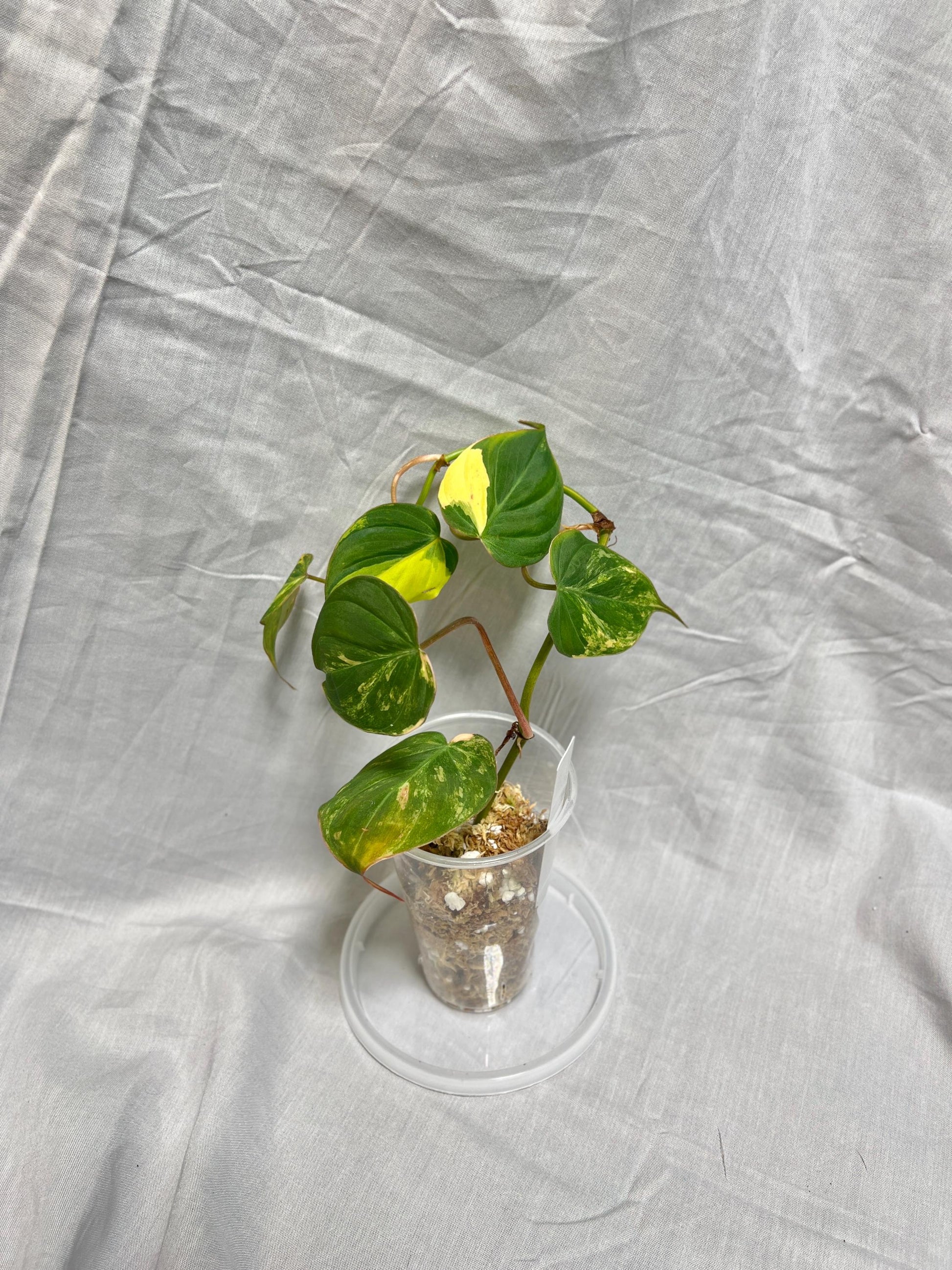 Philodendron Variegated Micans AUREA - EXACT Plant - RARE Live Houseplant