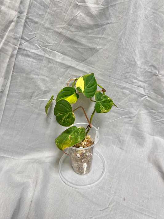Philodendron Variegated Micans AUREA - EXACT Plant - RARE Live Houseplant