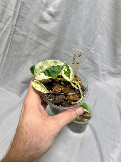 Epipremnum pinnatum "Marble" - Choose EXACT Plant - RARE LIVE Houseplant