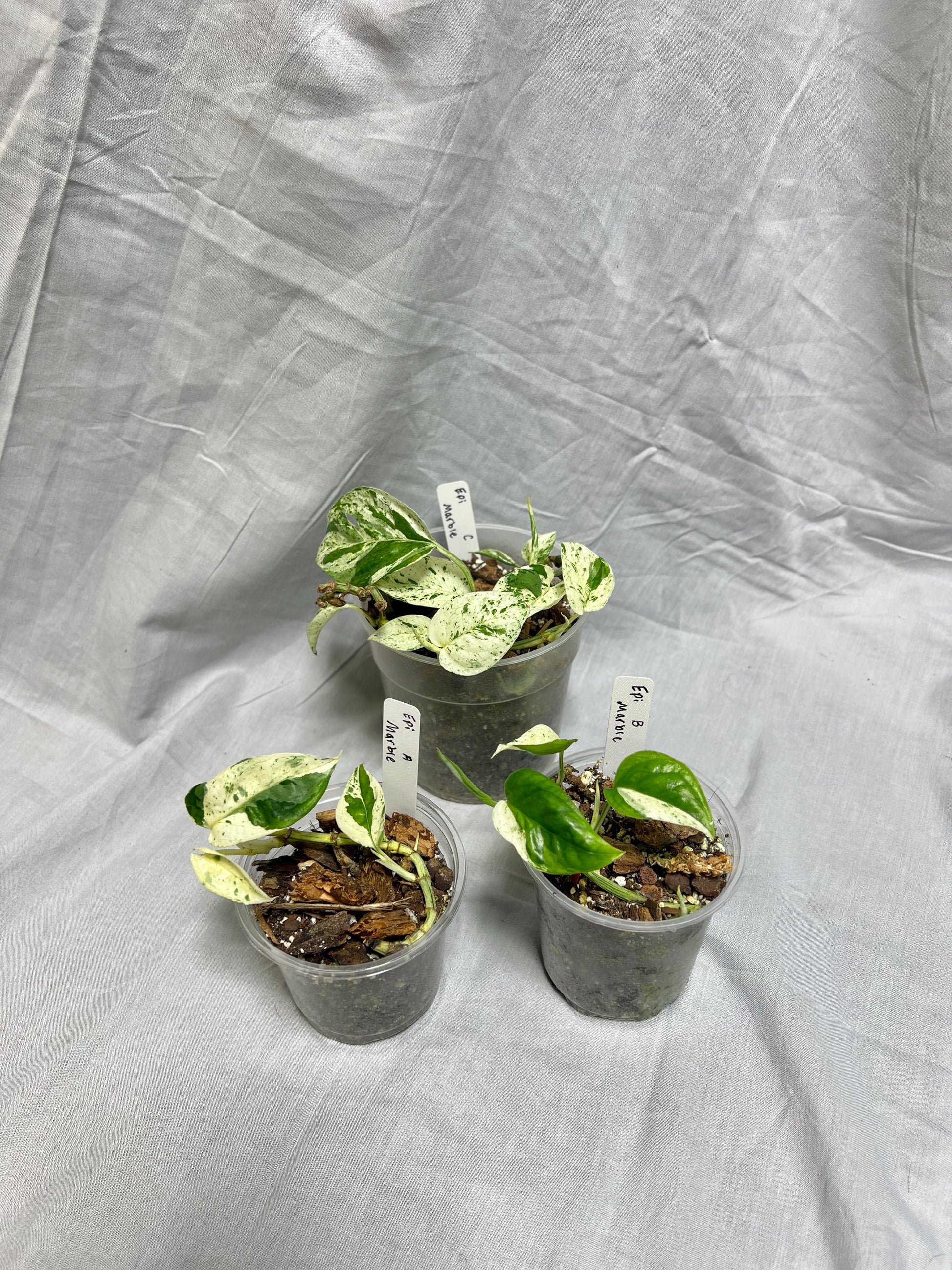 Epipremnum pinnatum "Marble" - Choose EXACT Plant - RARE LIVE Houseplant