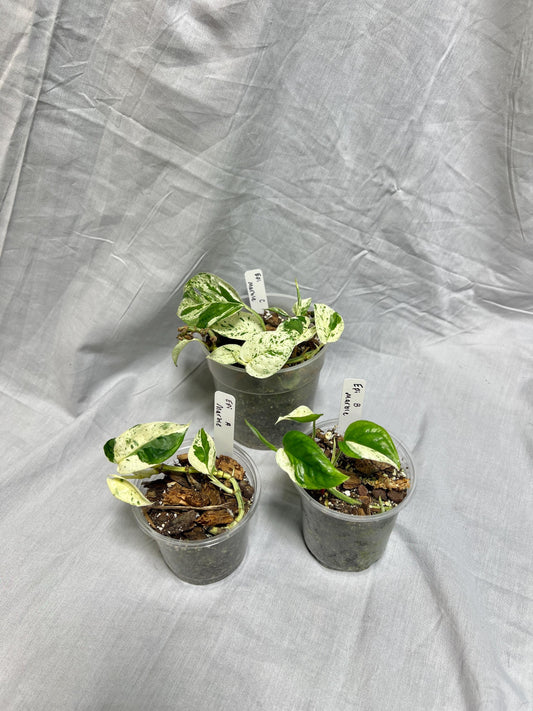 Epipremnum pinnatum "Marble" - Choose EXACT Plant - RARE LIVE Houseplant