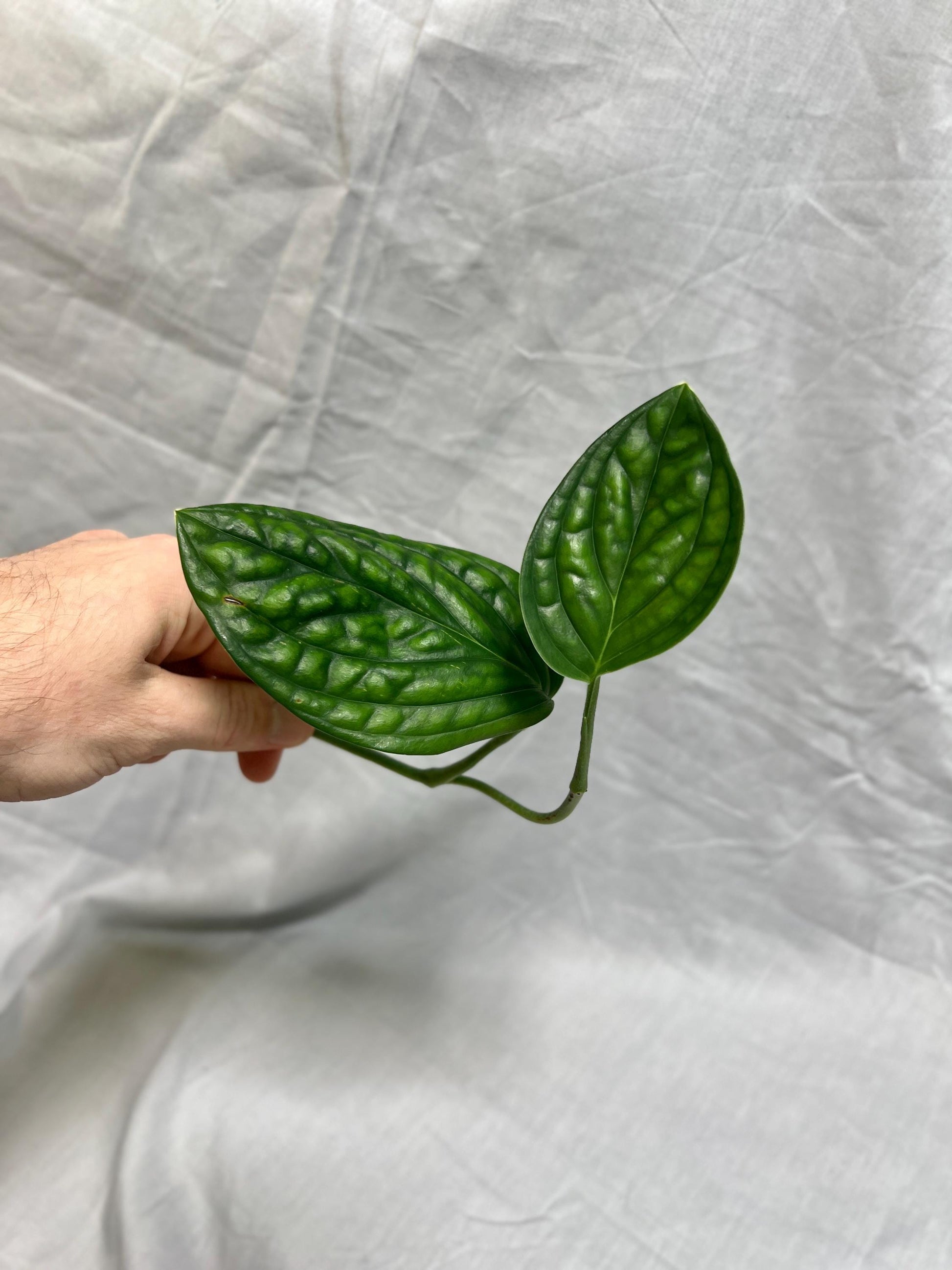 Monstera Cuttings Bundle - Adansonii, Peru, Mini Monstera - RARE Plants FRESH Cuttings Growers Choice