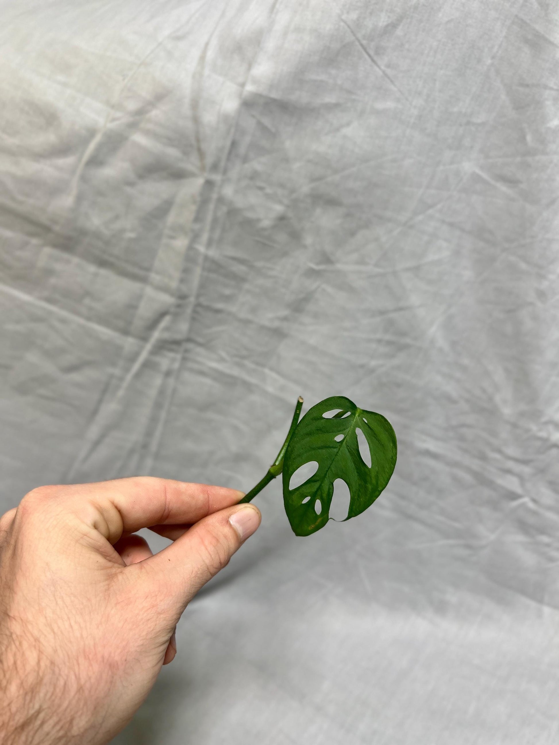 Monstera Cuttings Bundle - Adansonii, Peru, Mini Monstera - RARE Plants FRESH Cuttings Growers Choice