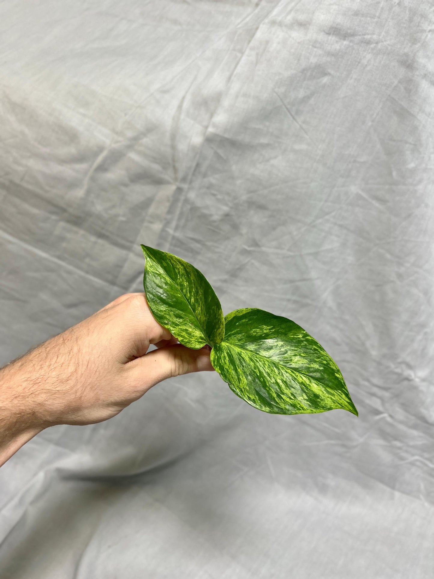 Pothos Cuttings Bundle - Fresh Cuttings - Hawaiian Pothos, Marble Queen Pothos, Shangri-La Pothos