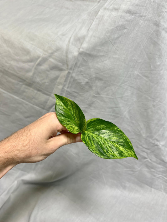 Pothos Cuttings Bundle - Fresh Cuttings - Hawaiian Pothos, Marble Queen Pothos, Shangri-La Pothos