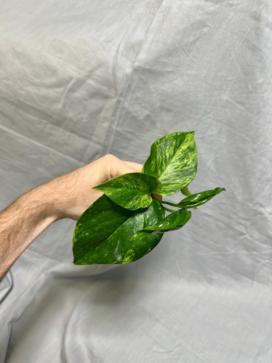 Pothos Cuttings Bundle - Fresh Cuttings - Hawaiian Pothos, Marble Queen Pothos, Shangri-La Pothos
