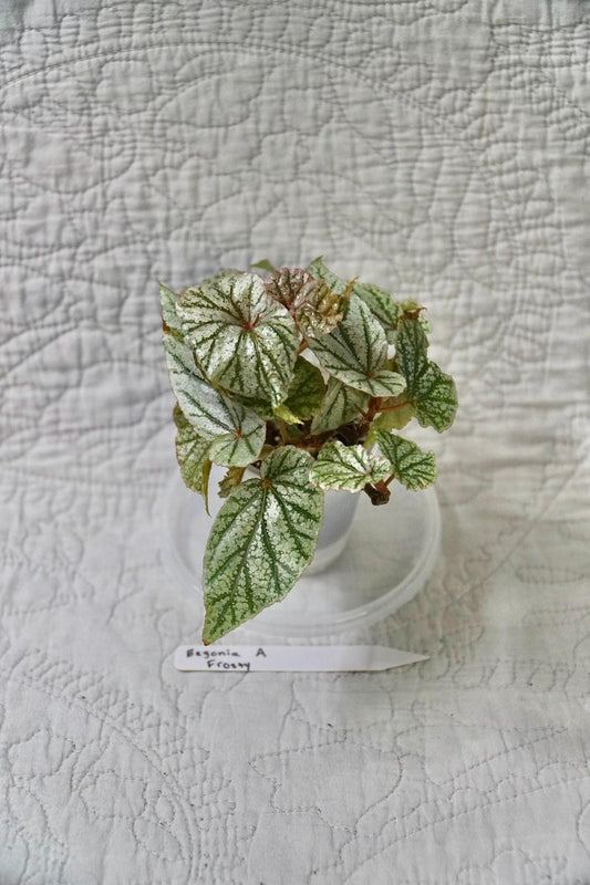Begonia Frosty 2” Pot – EXACT PLANT – Rare Live Houseplant