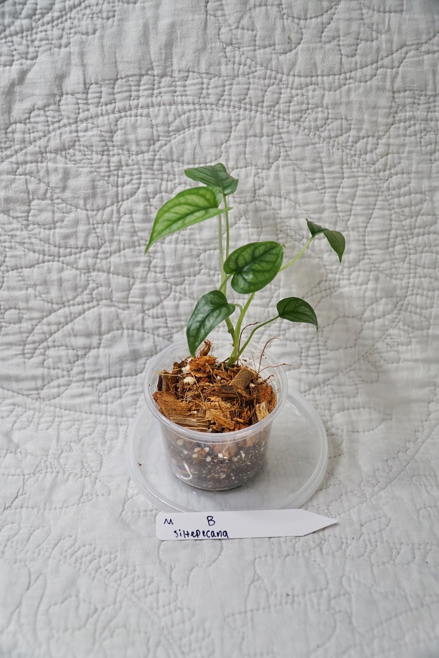 Monstera Siltepecana – Silver Monstera – Choose EXACT Plant - RARE Climbing Aroid Plant