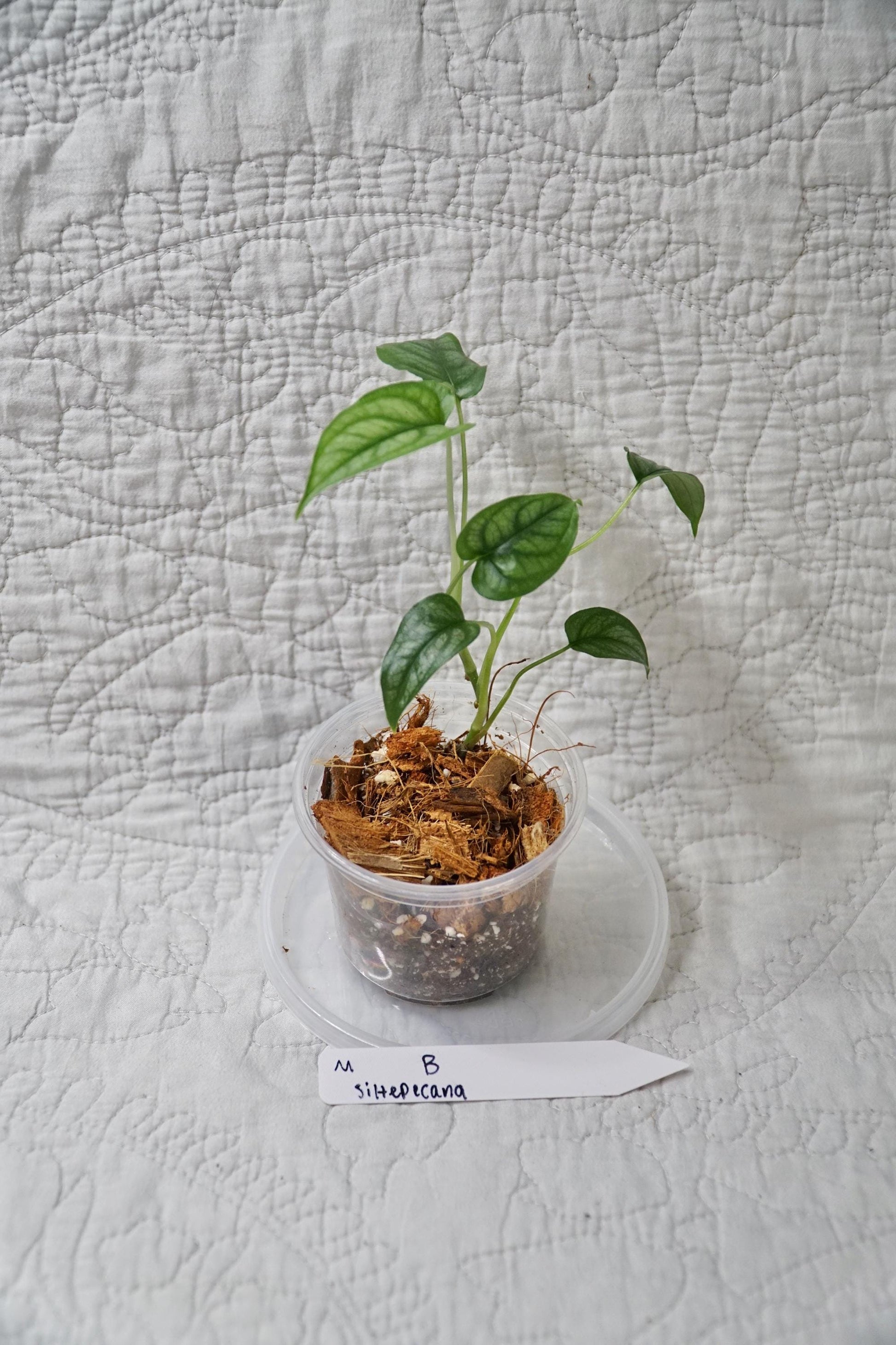 Monstera Siltepecana – Silver Monstera – Choose EXACT Plant - RARE Climbing Aroid Plant