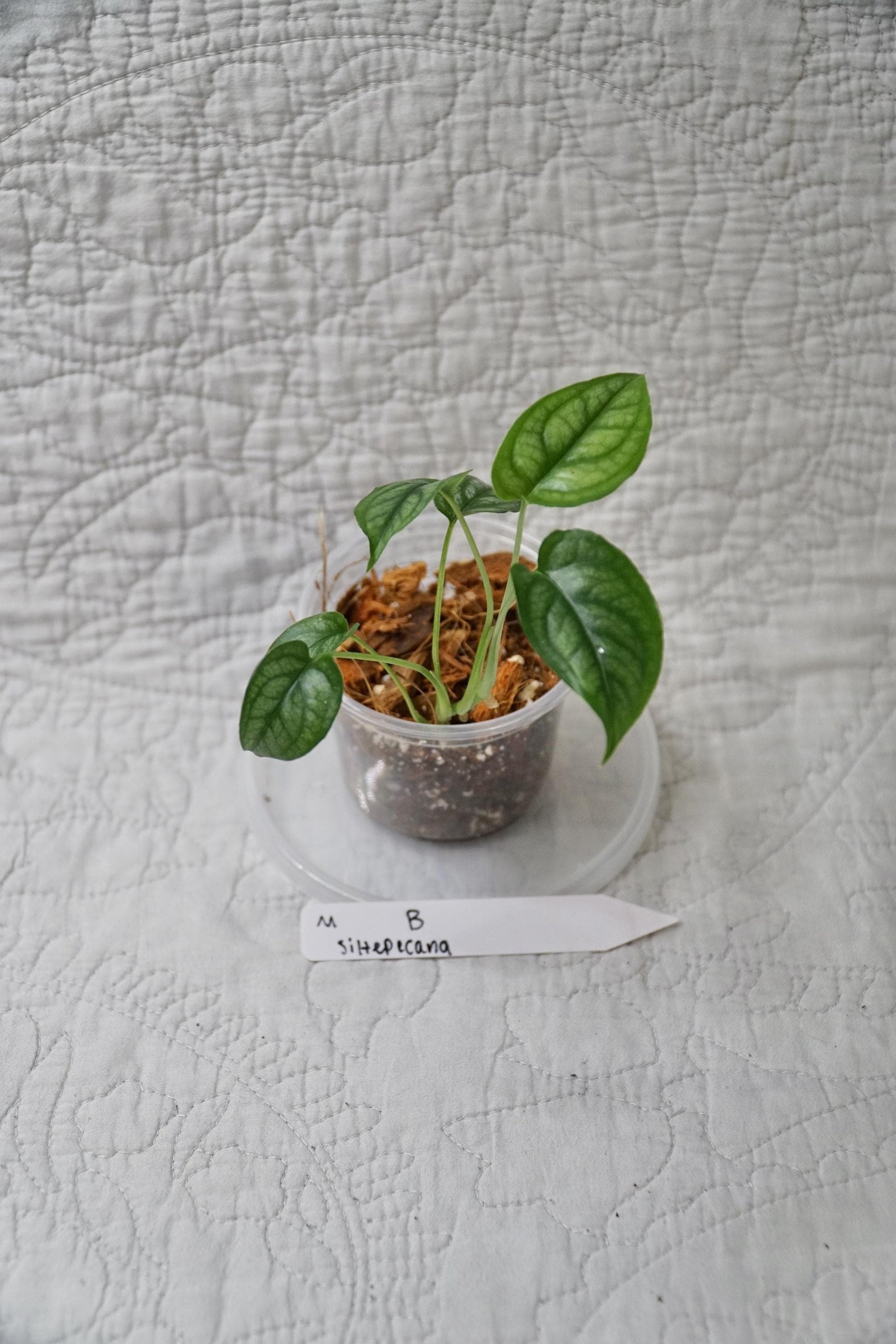 Monstera Siltepecana – Silver Monstera – Choose EXACT Plant - RARE Climbing Aroid Plant
