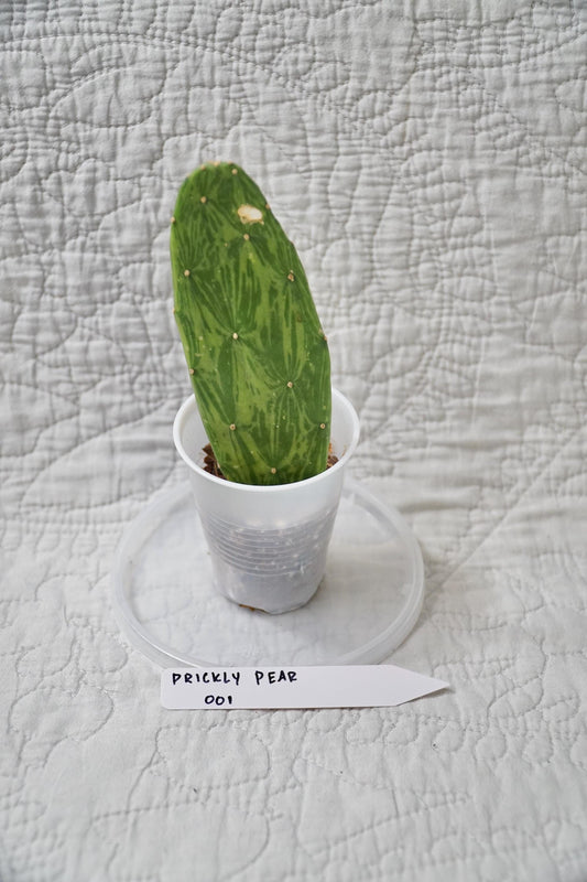 Variegated Prickly Pear Cactus – EXACT PLANT – rare variegated cactus live houseplant indoor succulent