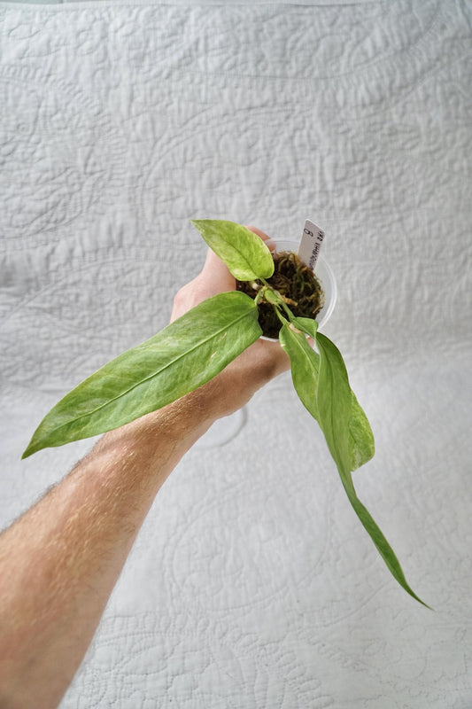 Vittarifolium Anthurium Variegated 3" - EXACT PLANT - RARE Live Houseplant anthurium tropical plant