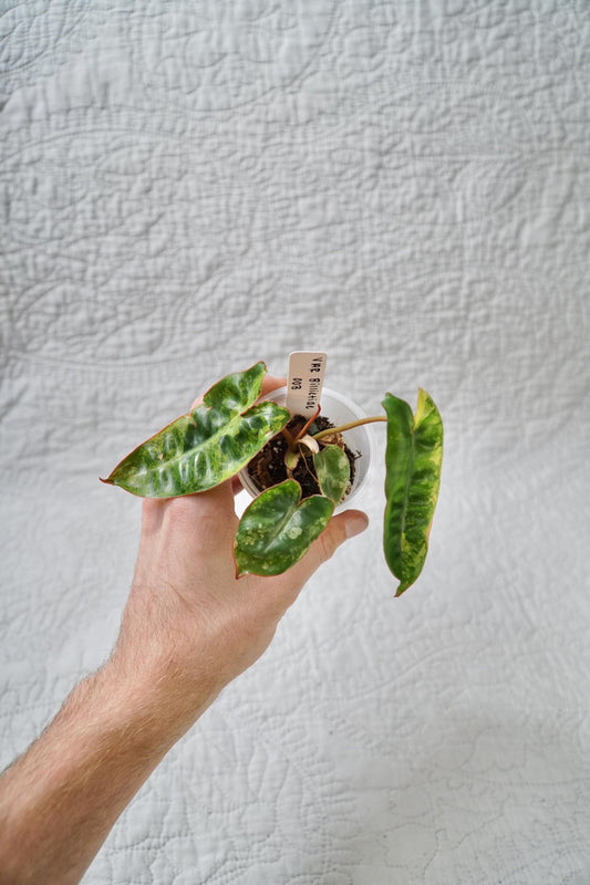 Philodendron Billietiae Variegated 2” Pot Starter – EXACT PLANT – rare variegated philodendron live aroid tropical houseplant