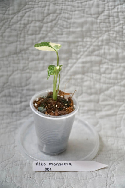 Monstera Albo Variegated 2” Pot Starter – EXACT PLANT – rare variegated monstera live aroid tropical houseplant