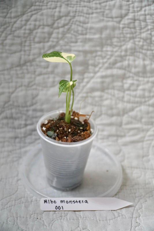 Monstera Albo Variegated 2” Pot Starter – EXACT PLANT – rare variegated monstera live aroid tropical houseplant