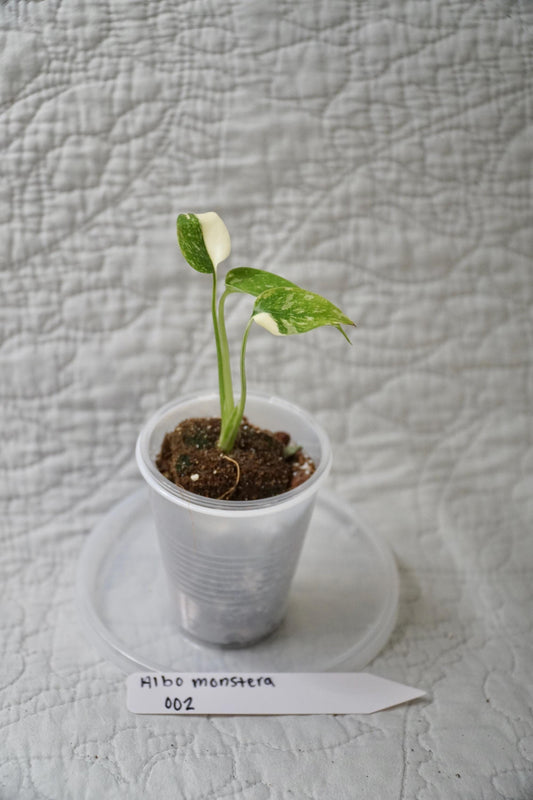 Monstera Albo Variegated 2” Pot Starter – EXACT PLANT – rare variegated monstera live aroid tropical houseplant