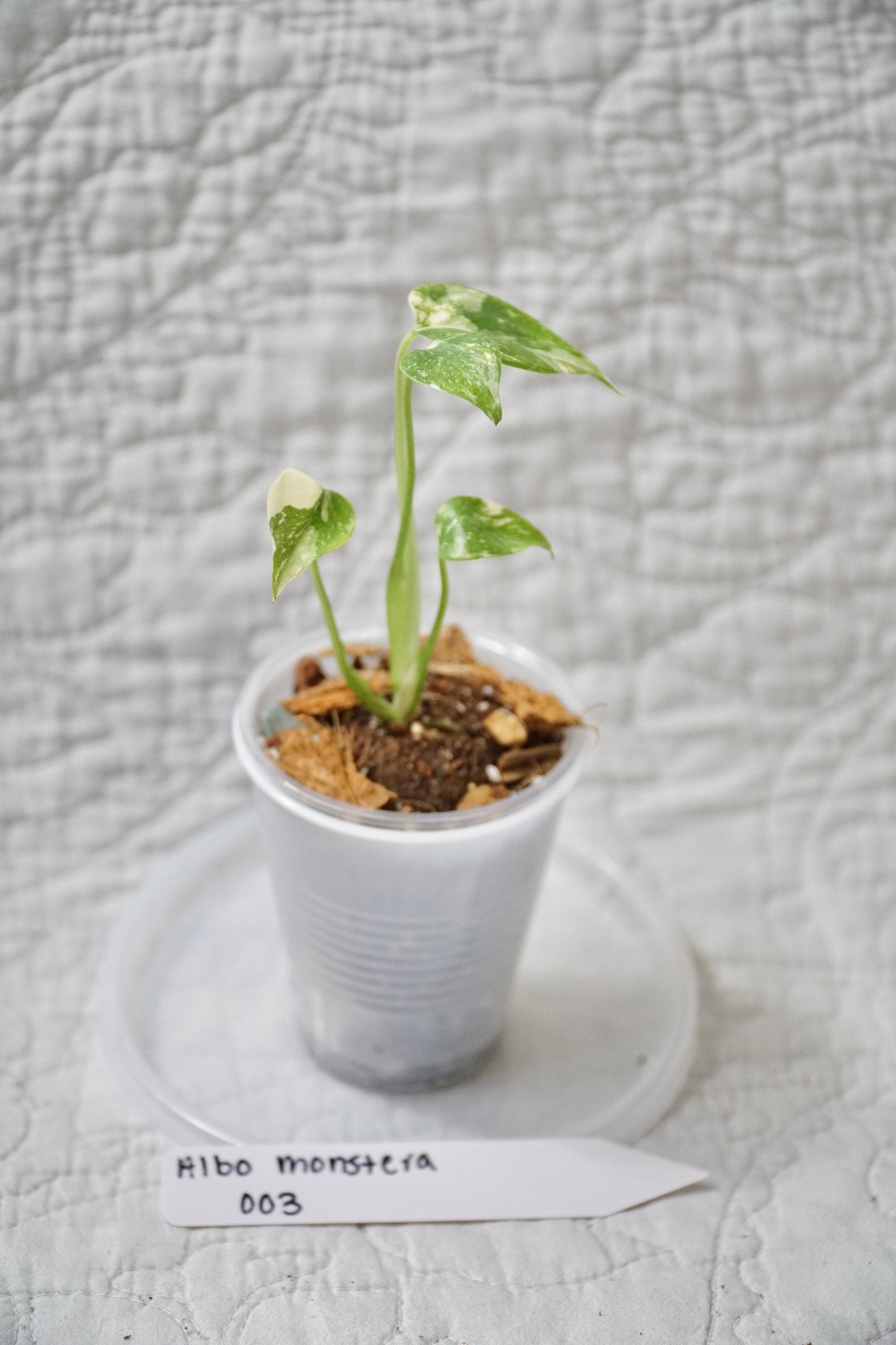 Monstera Albo Variegated 2” Pot Starter – EXACT PLANT – rare variegated monstera live aroid tropical houseplant