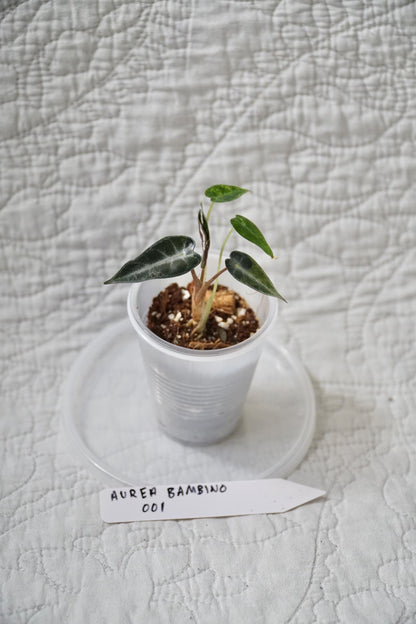 Alocasia Bambino Aurea Variegated 2” Pot Starter – EXACT PLANT – rare variegated alocasia tropical houseplant indoor plant